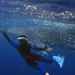 Wisata Whale Shark Sumbawa: An Unforgettable Adventure with the Ocean’s Gentle Giants