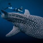 Why the Sumbawa Whale Shark Tour Should Be Your Next Adventure